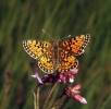 Brunlig perlemorsommerfugl