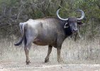 búfalo d'água selvagem