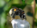 Buff-tailed bumblebee