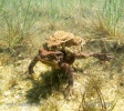 Bufo bufo