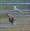 Buizerd