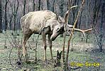 Bukhara red Deer