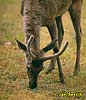 Bukhara red Deer