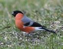 Bullfinch