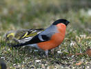 Bullfinch