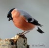 Bullfinch