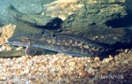 Burbot