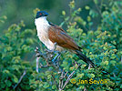 Burchell´s Coucal