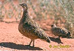 Burchell´s Sandgrouse