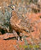 Burchell´s Sandgrouse