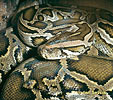 Burmese Python