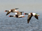 Burrow-duck