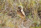 Burrowing Owl