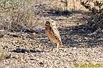 Burrowing Owl