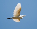 Burung Bangau Kendi