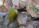 Burung Belatuk Gunung