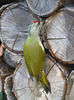 Burung Belatuk Gunung