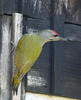 Burung Belatuk Gunung