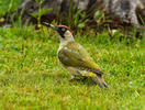 Burung Belatuk Sisik