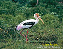 Burung Botak Padi