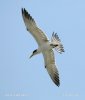 Burung Camar Berjambul Besar