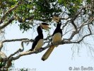 Burung Enggang Tangling