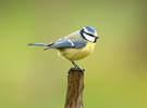 Burung gelatik biru