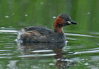 Burung Grebe Kecil