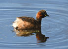 Burung Grebe Kecil