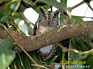 Burung Hantu Reban