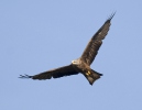 Burung Helang Kembara Hitam