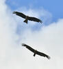 Burung Helang Kembara Hitam