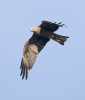 Burung Helang Kembara Hitam