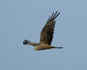 Burung Helang Kembara Hitam