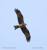 Burung Helang Kembara Hitam