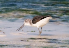 Burung Kedidi Kaki Hijau