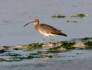 Burung Kedidi Pisau Raut