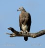 Burung Lang Kepala Kelabu