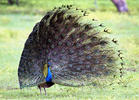 Burung Merak Biru