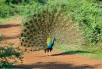 Burung Merak Biru