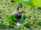 Burung Pangling