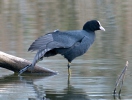 Burung Pangling Hitam