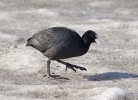 Burung Pangling Hitam