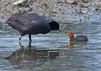 Burung Pangling Hitam