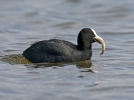 Burung Pangling Hitam