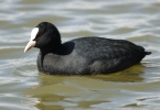 Burung Pangling Hitam