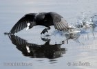 Burung Pangling Hitam