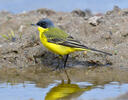 Burung Pipit Kuning