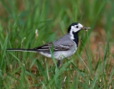 Burung Pipit Pelanduk