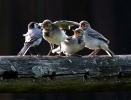 Burung Pipit Pelanduk